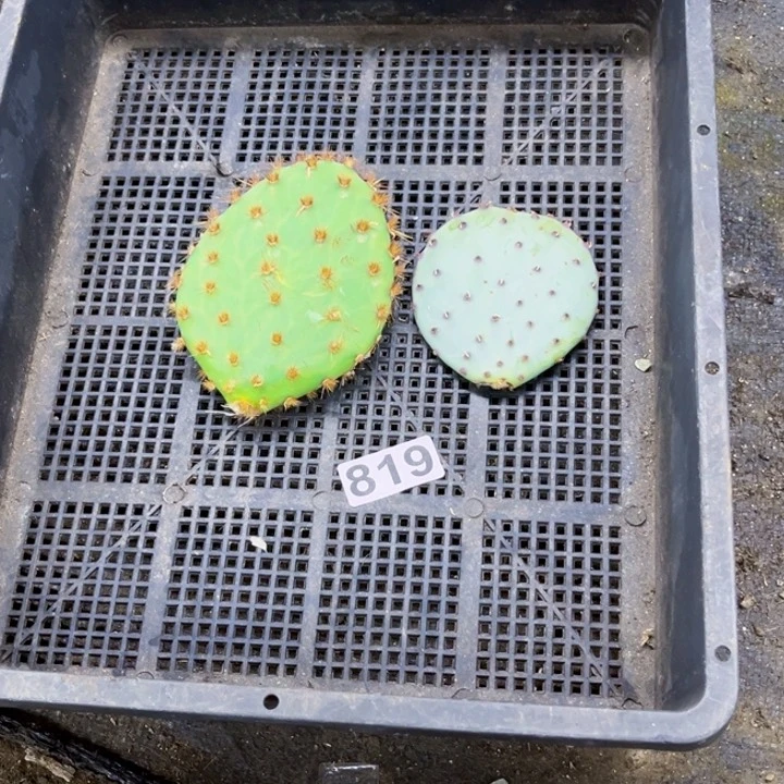 819花火缘拘一物一图如图