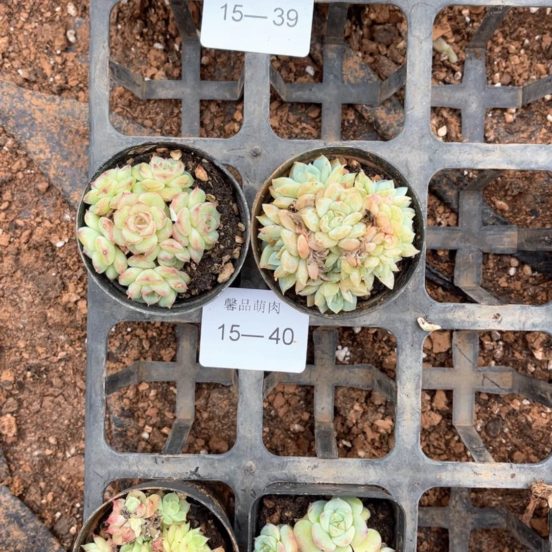 群不包整多肉一物一拍15-40