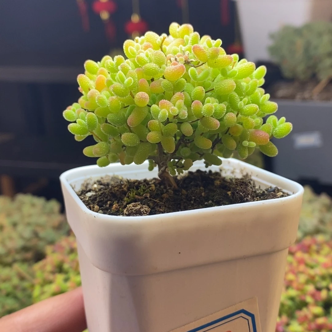 哎***呀82号蜜橘糖球枝干多肉