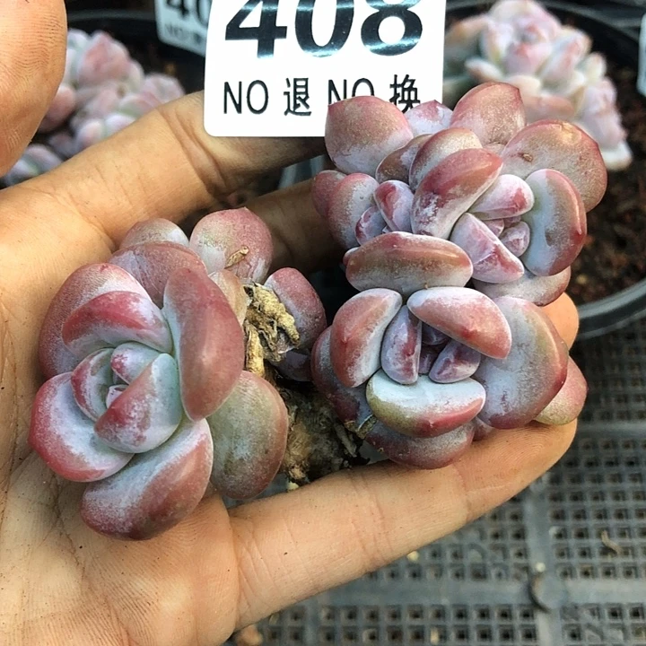 星影石榴籽福利出咯 408