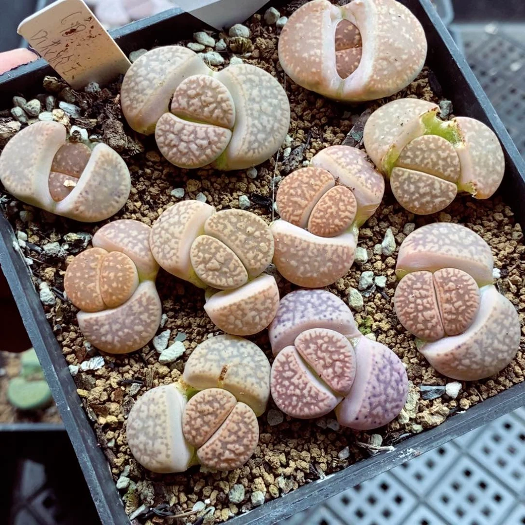 我的小姐姐们都是我691