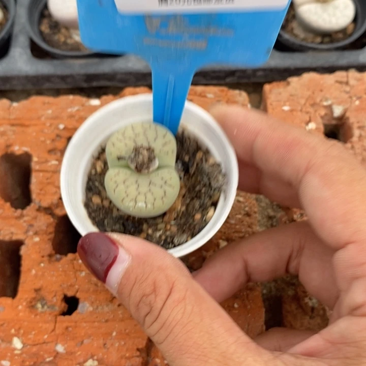 菏***店生石花的季节到啦719