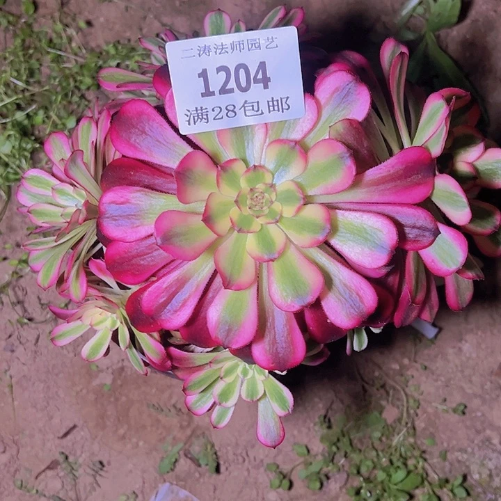 1204舞天姬多肉老桩