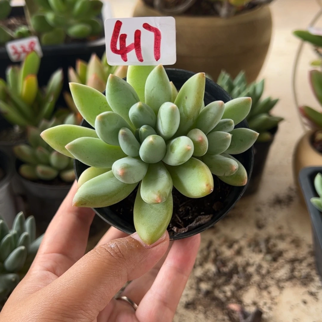 【闪购商品】厚叶草。417。11111111