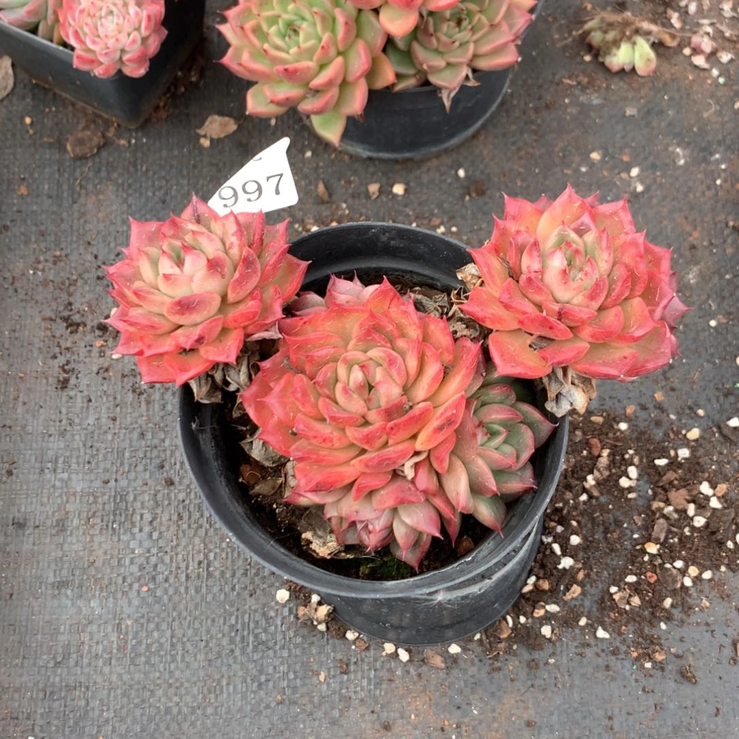 蛋* 1977瑕疵不售后特价