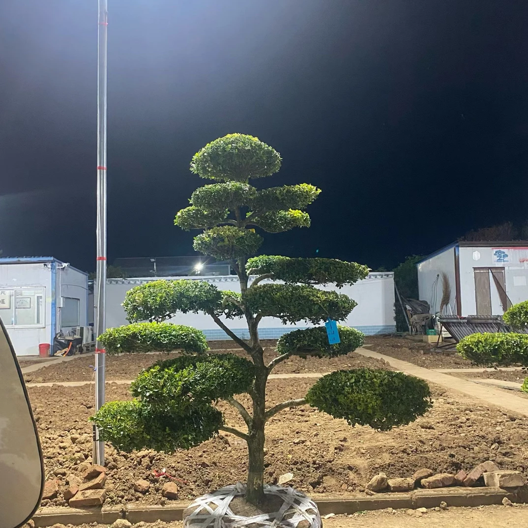 黄杨地景造型黄杨盆景适合农家庭院摆放，直播间选品，一物一拍！