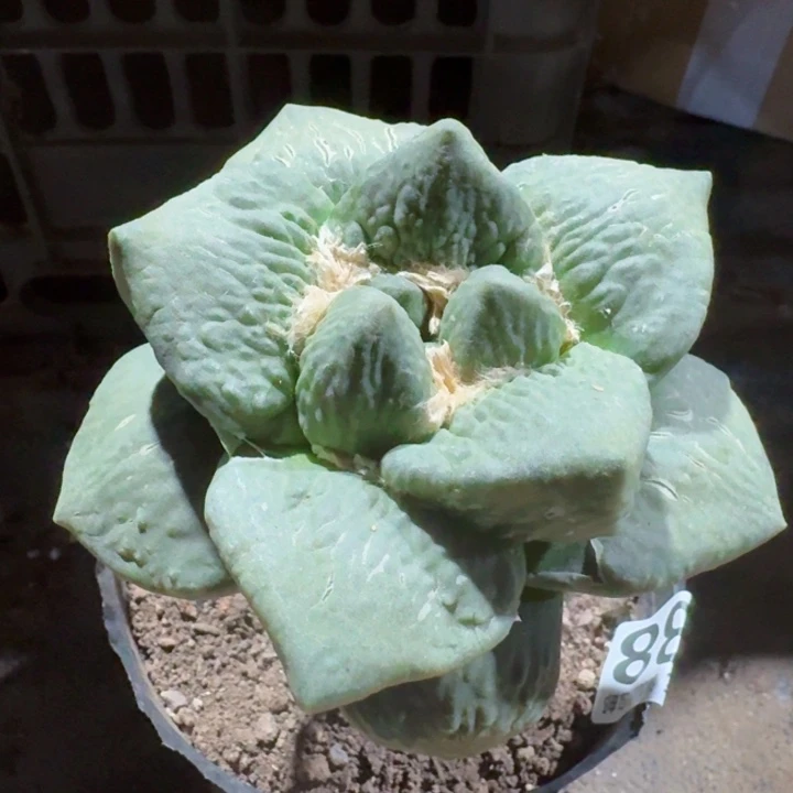 838大尤牛舌牡丹仙人球