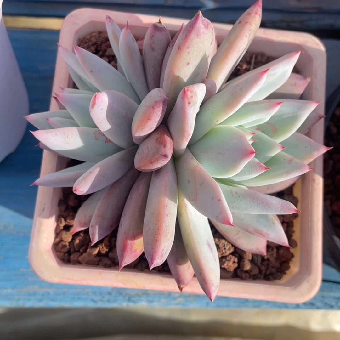 双头卡多肉植物盆栽