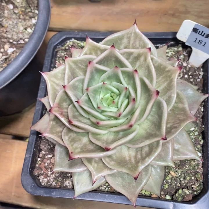 D181- 直播福利 虎皮星星锦