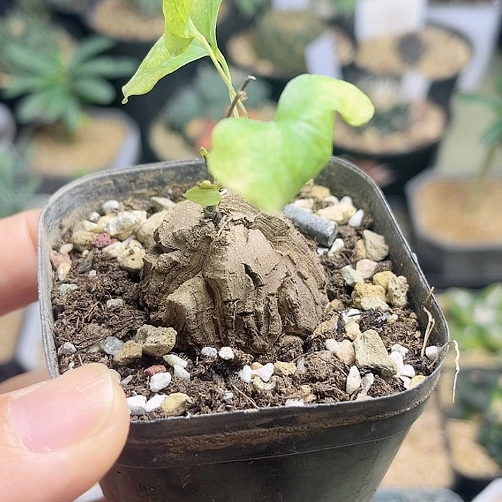 3.2公分南非龟甲龙实生球