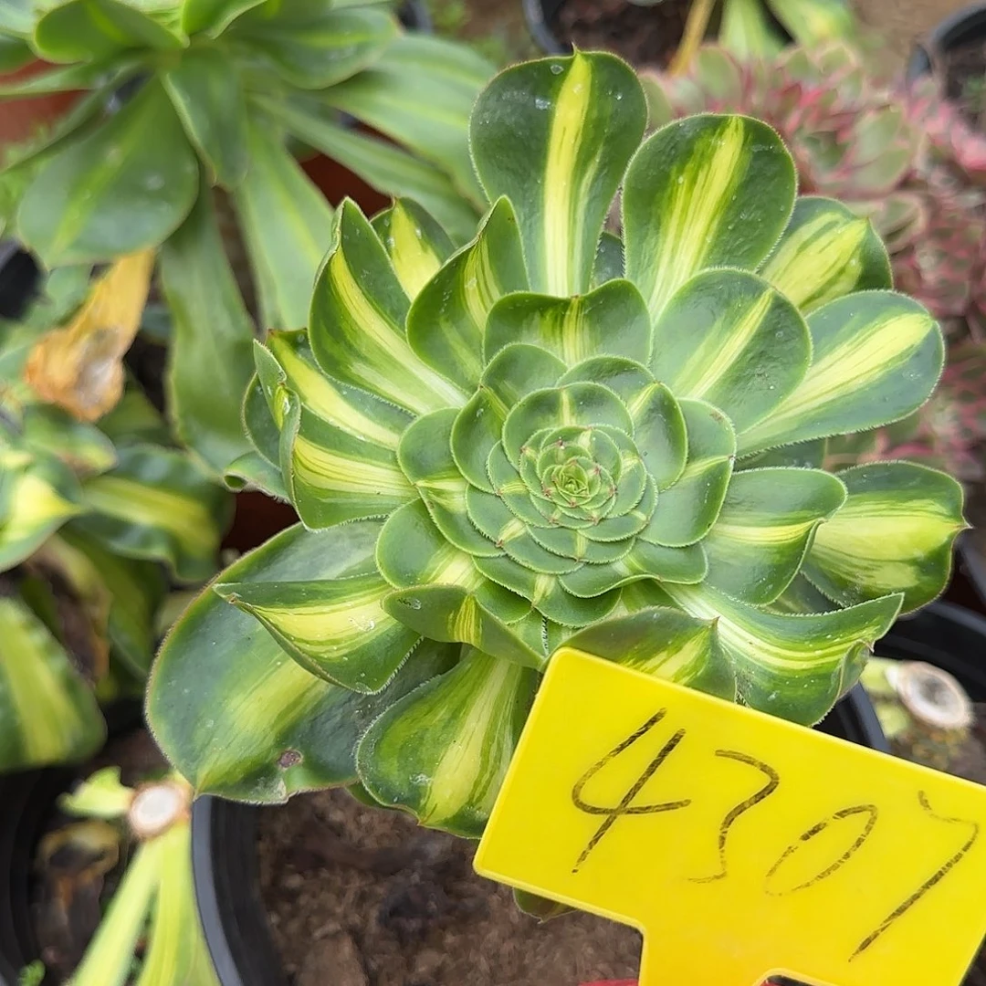 4307---暴君多肉植物