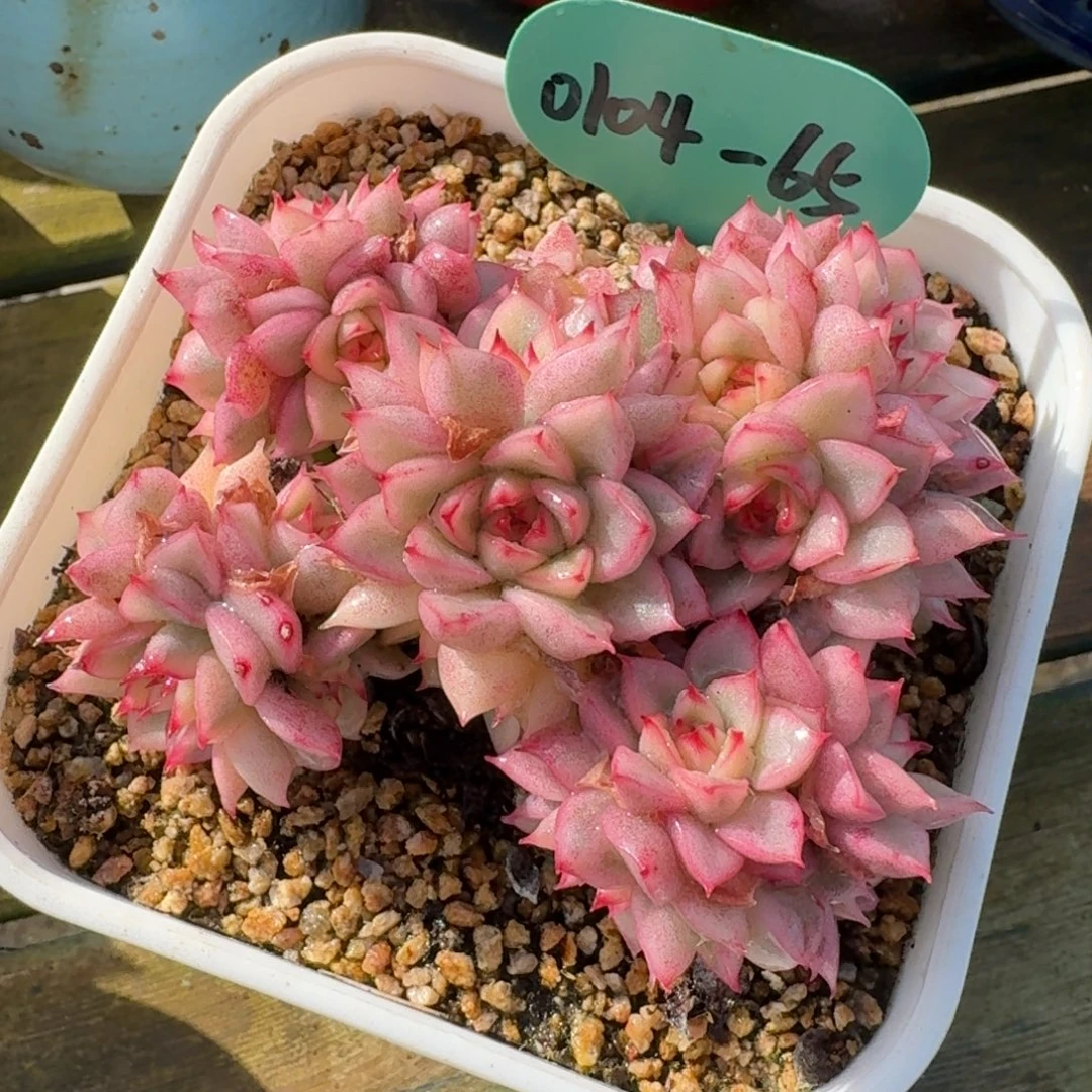 从前慢多肉精选编号0104.65