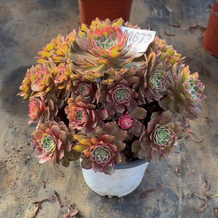 瑞妈，，，，。。。673莲花，