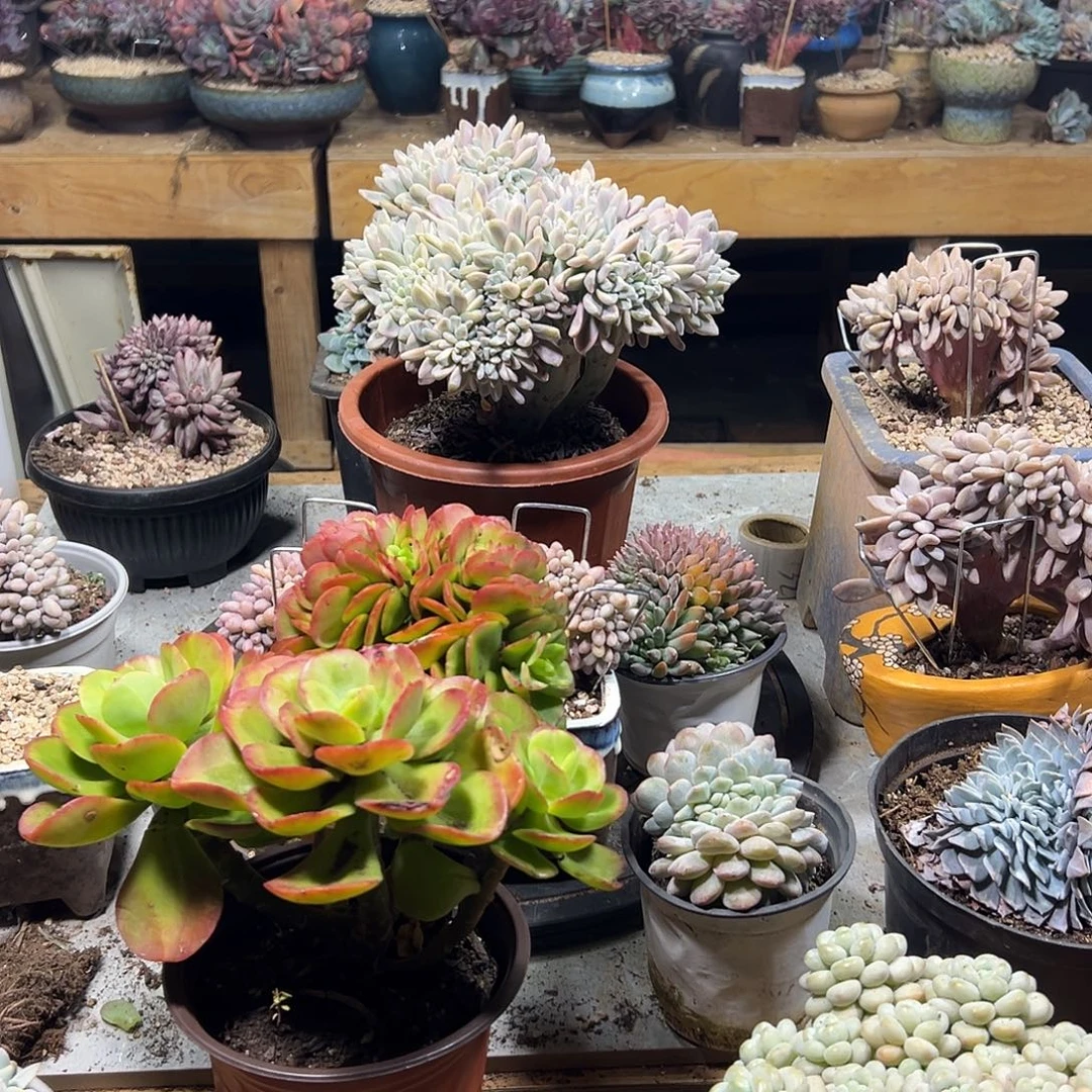 蔷***薇多肉植物实物直播实物233