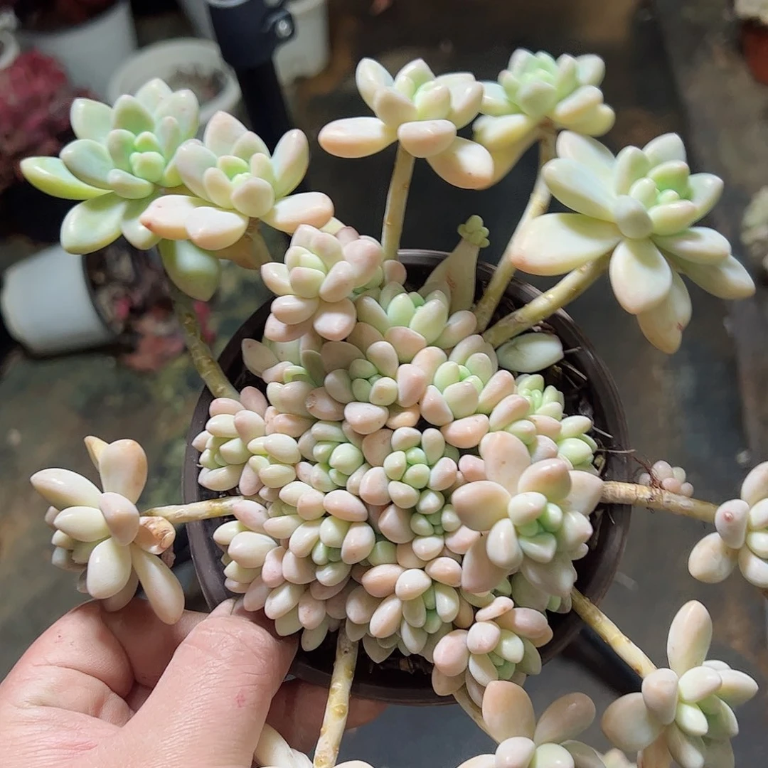 奶酪蛋糕一盆老桩