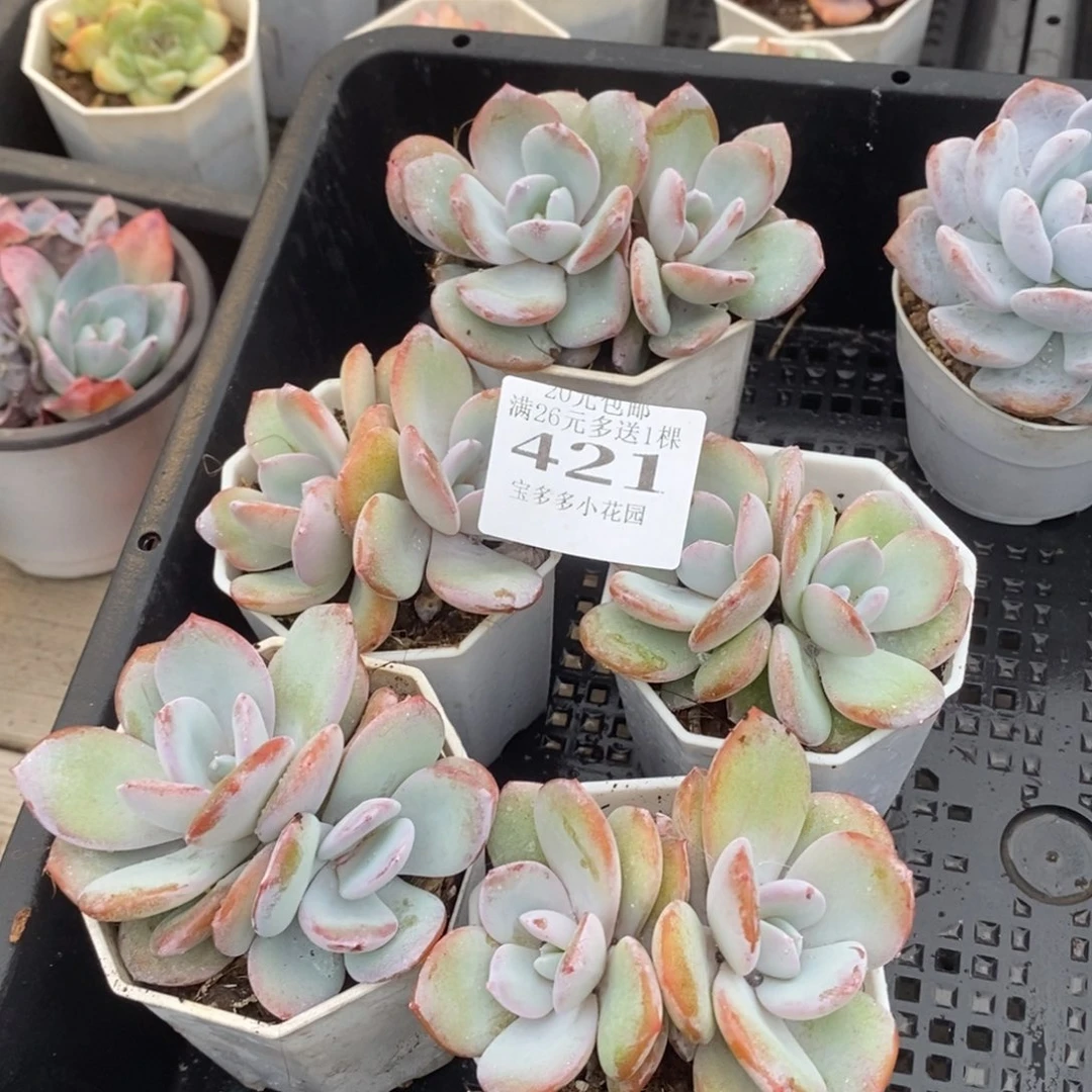 S***瑶奶茶双头5颗一物一拍