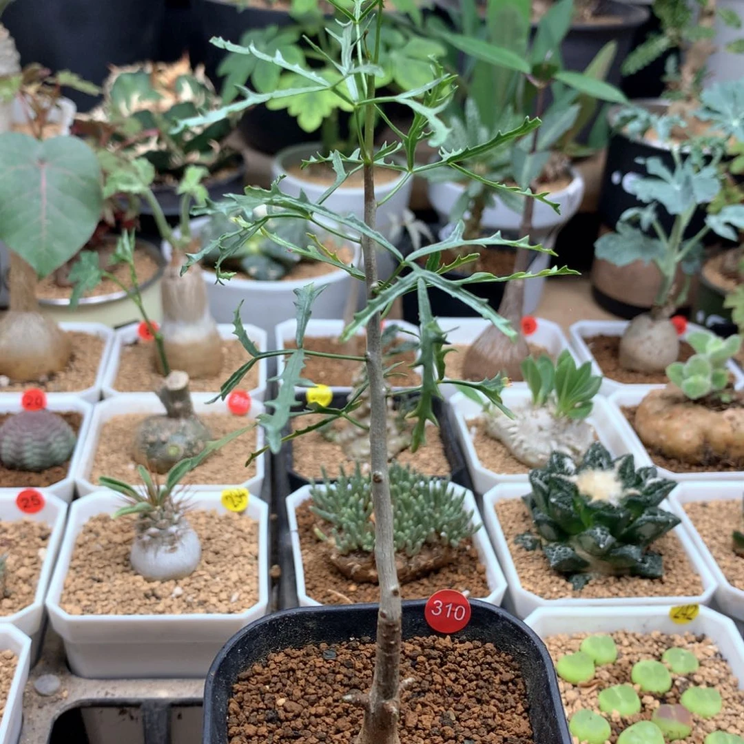 实生飞羽裂榄带盆310