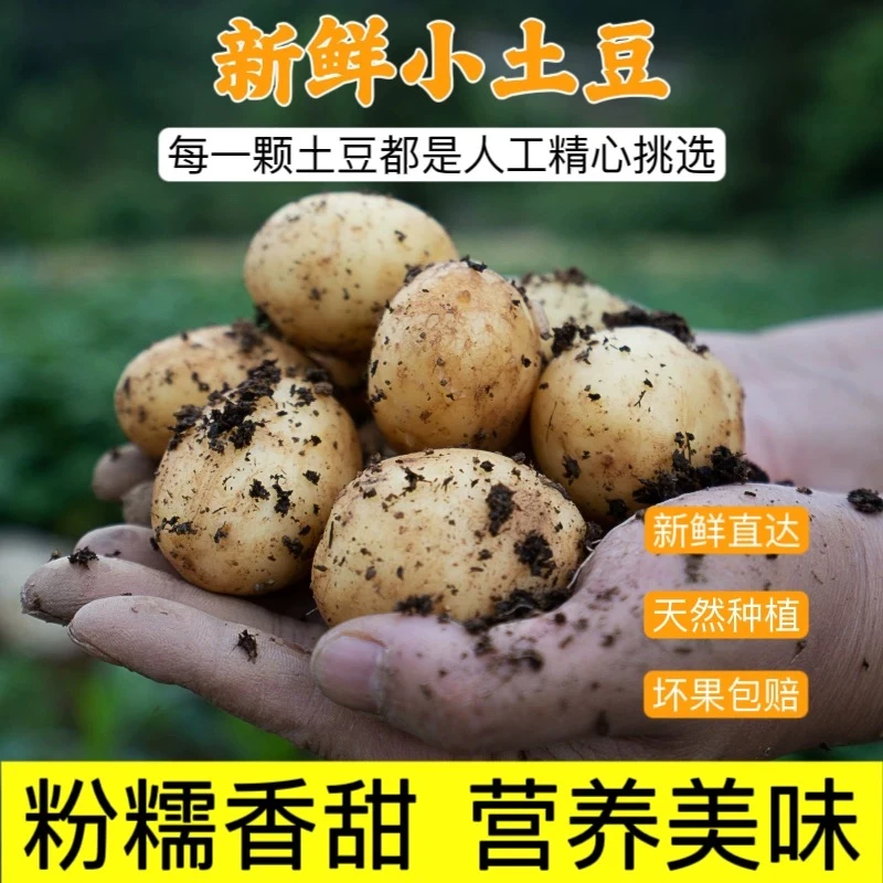 恩施小土豆巴东新挖洋芋马铃薯老品种马尔科米拉洋芋