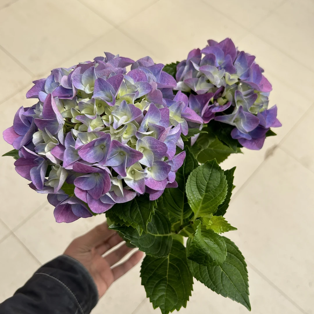 110沉香绣球带花发货