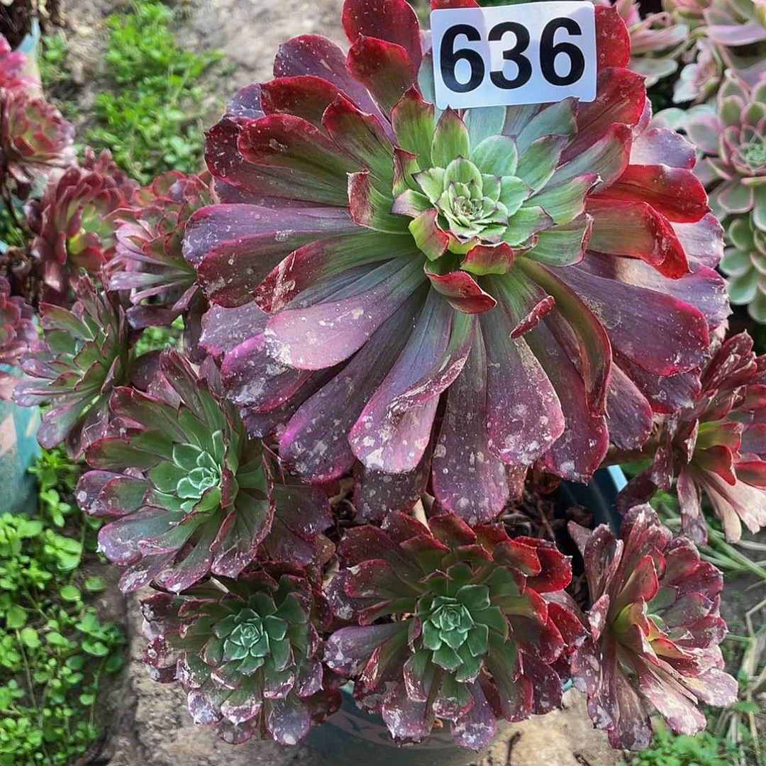 多肉法师636号红体水墨画发货不包损