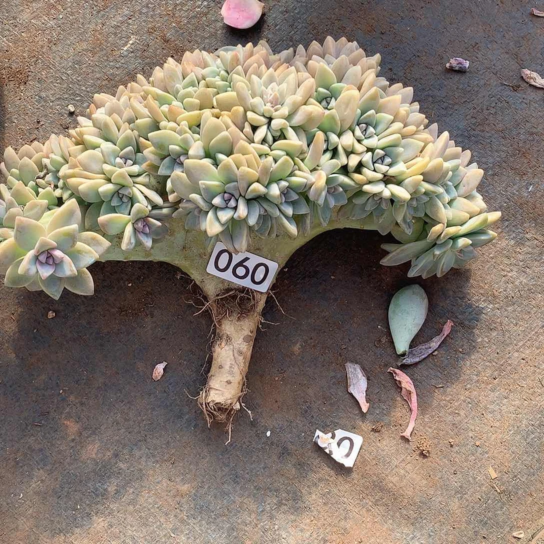 060 一物一拍多肉