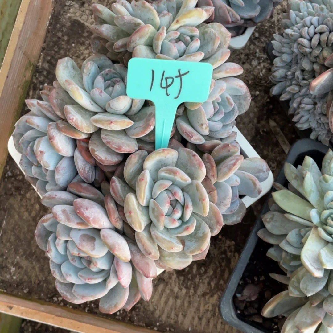 145号星影缀化多头