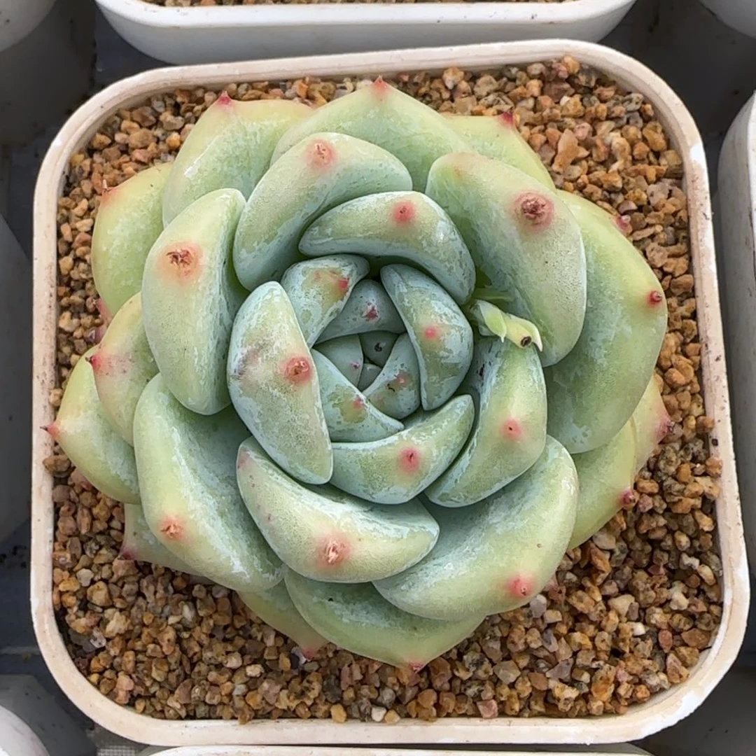 从前慢甄选多肉编号白拉糖