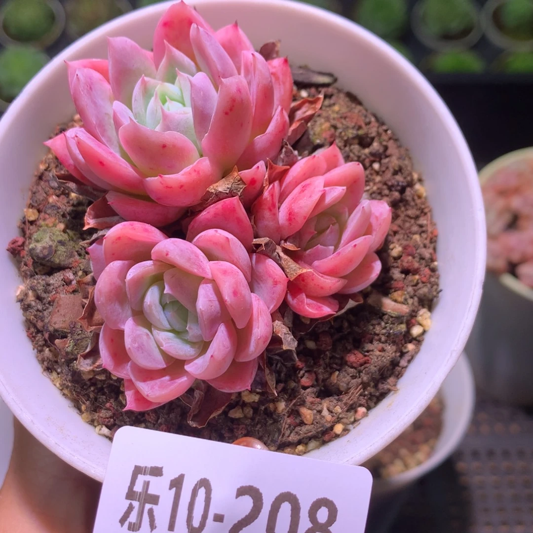 乐然10-208 孤星群