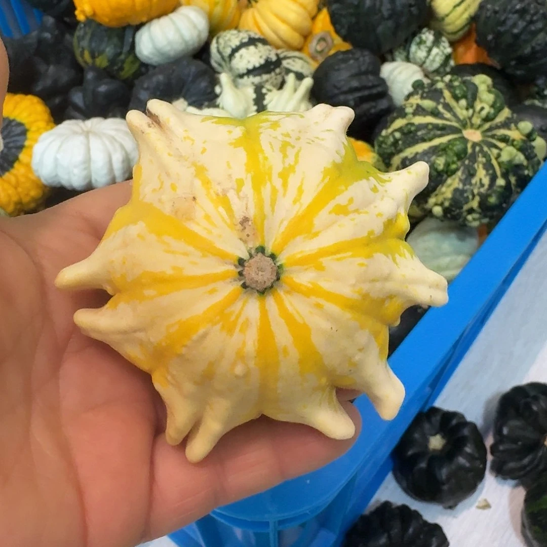 记***空墨西哥七彩葫芦青皮