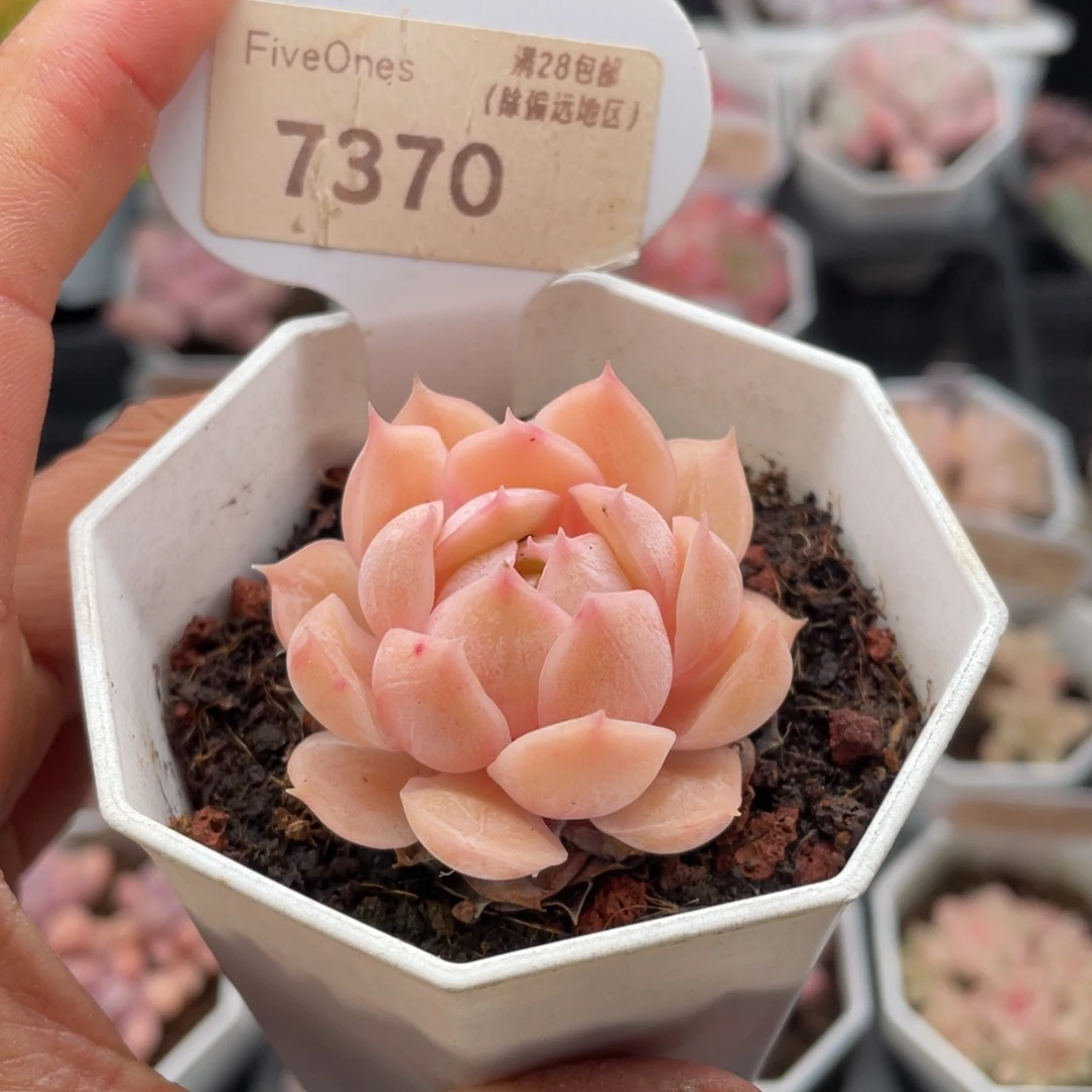 昂斯诺7370-4.0厘米