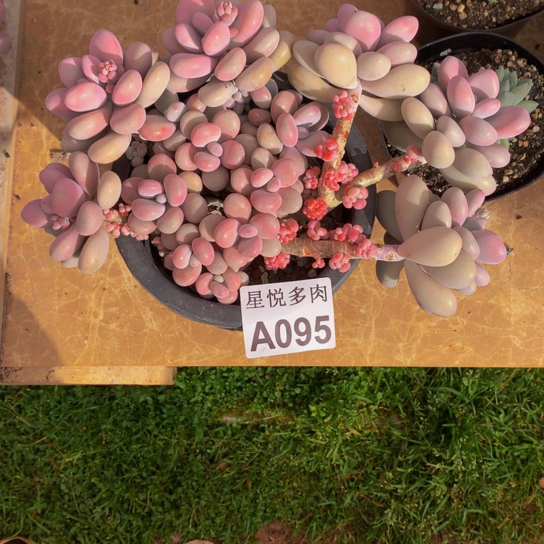 梦*蓝星悦多肉   A095