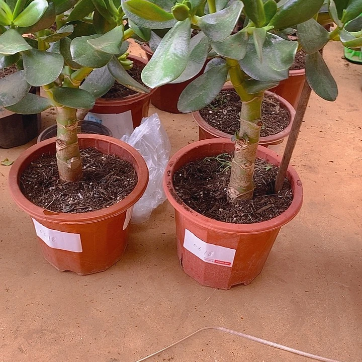 中棵老青多肉植物