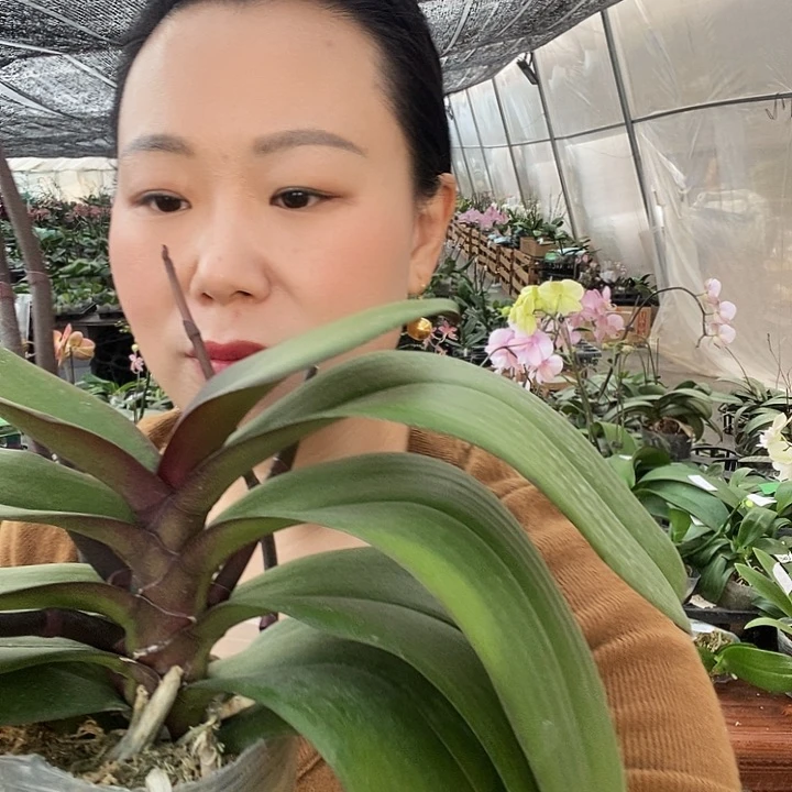 无花朵安娜蝴蝶兰