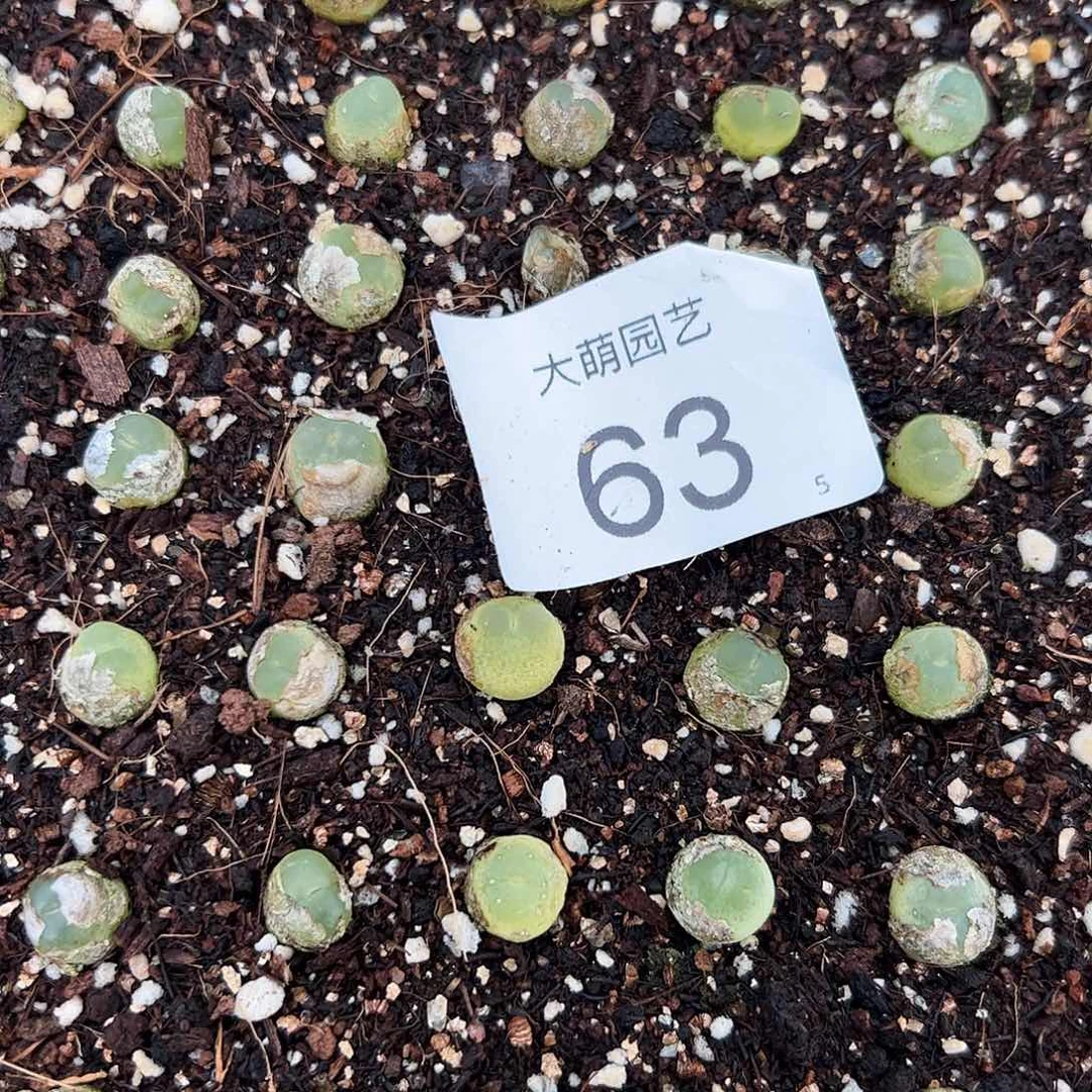 000063量拍3年拉登1颗尺寸0.9上下