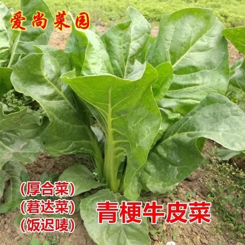 根达菜青梗厚皮菜牛皮菜种子厚合菜猪肚菜种籽根达菜莙达蔬菜种子