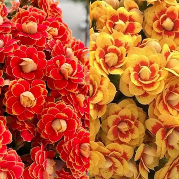 新人福利2盆组合110盆花苞发货（金狐狸+洛桑女神）长寿盆栽花