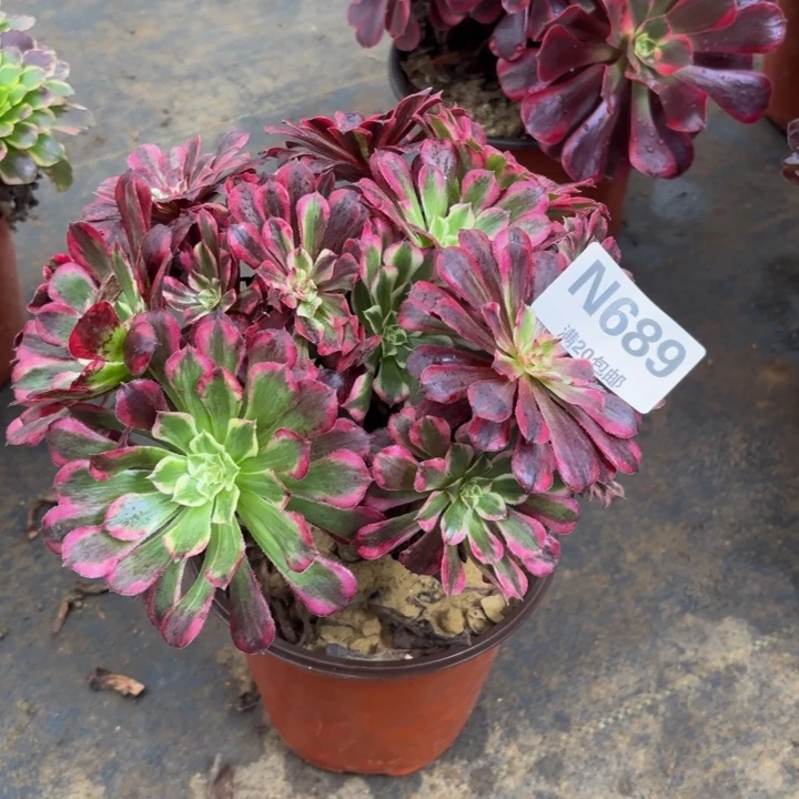 瑞妈多肉园艺689。同花顺