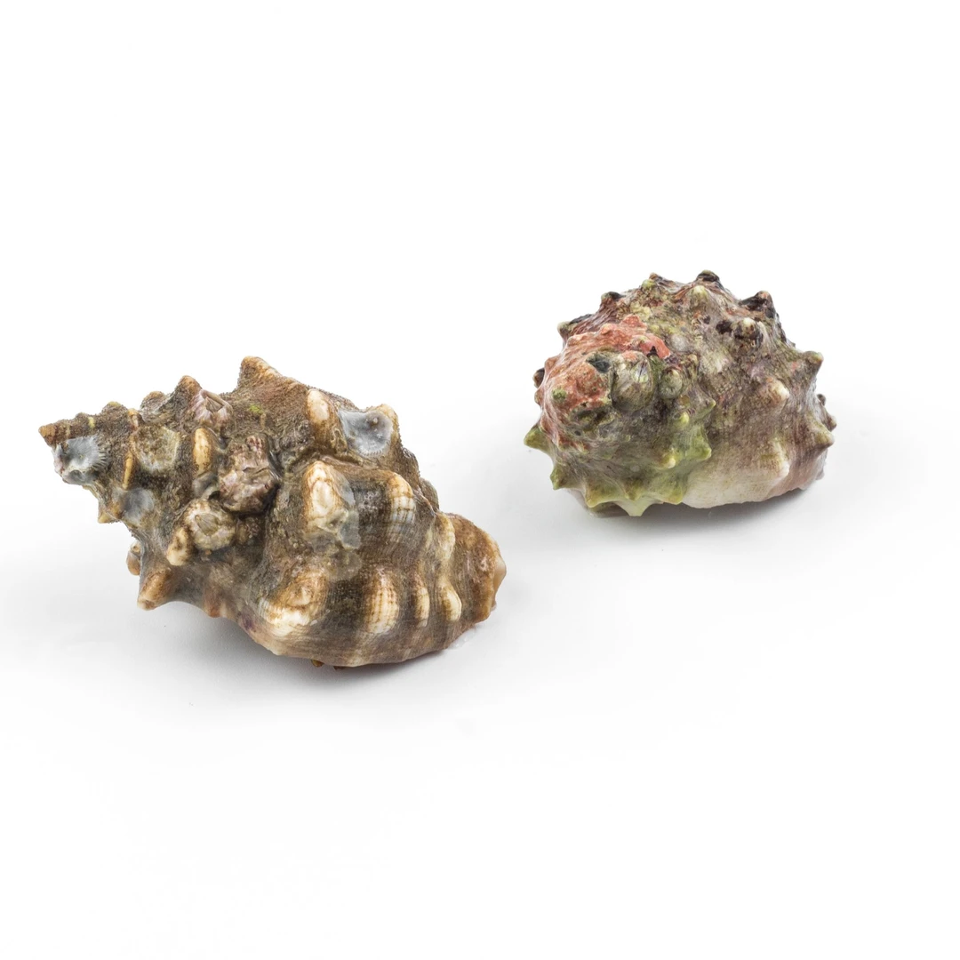 临时品目直接下单