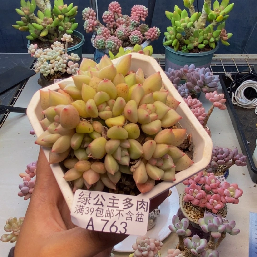 763象牙奶多肉8c m