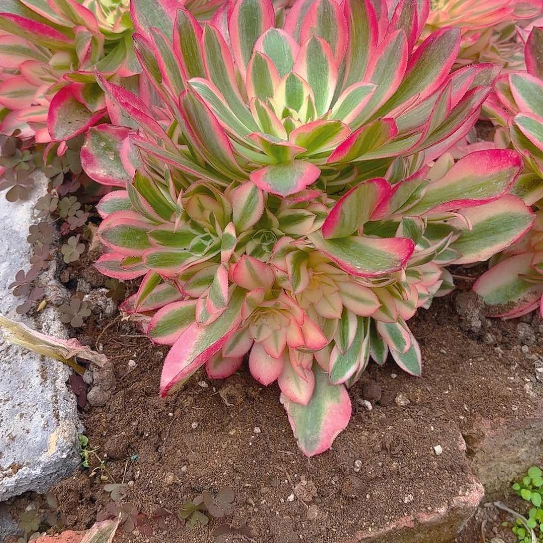 女巫手捧多肉植物