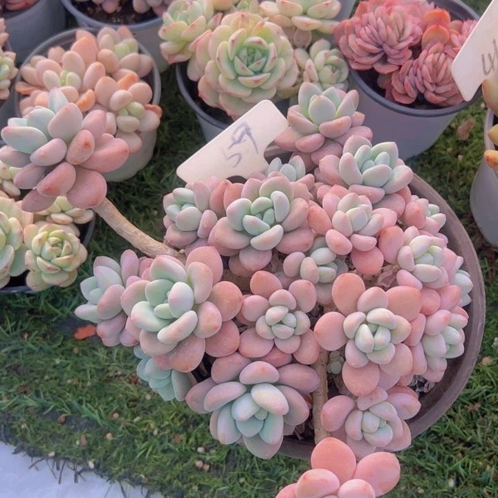 健健康康平平安安