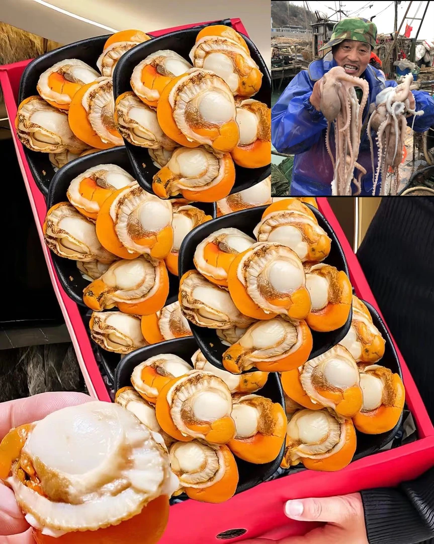 老船长顺丰渔船发货海洋黄金贝 19包