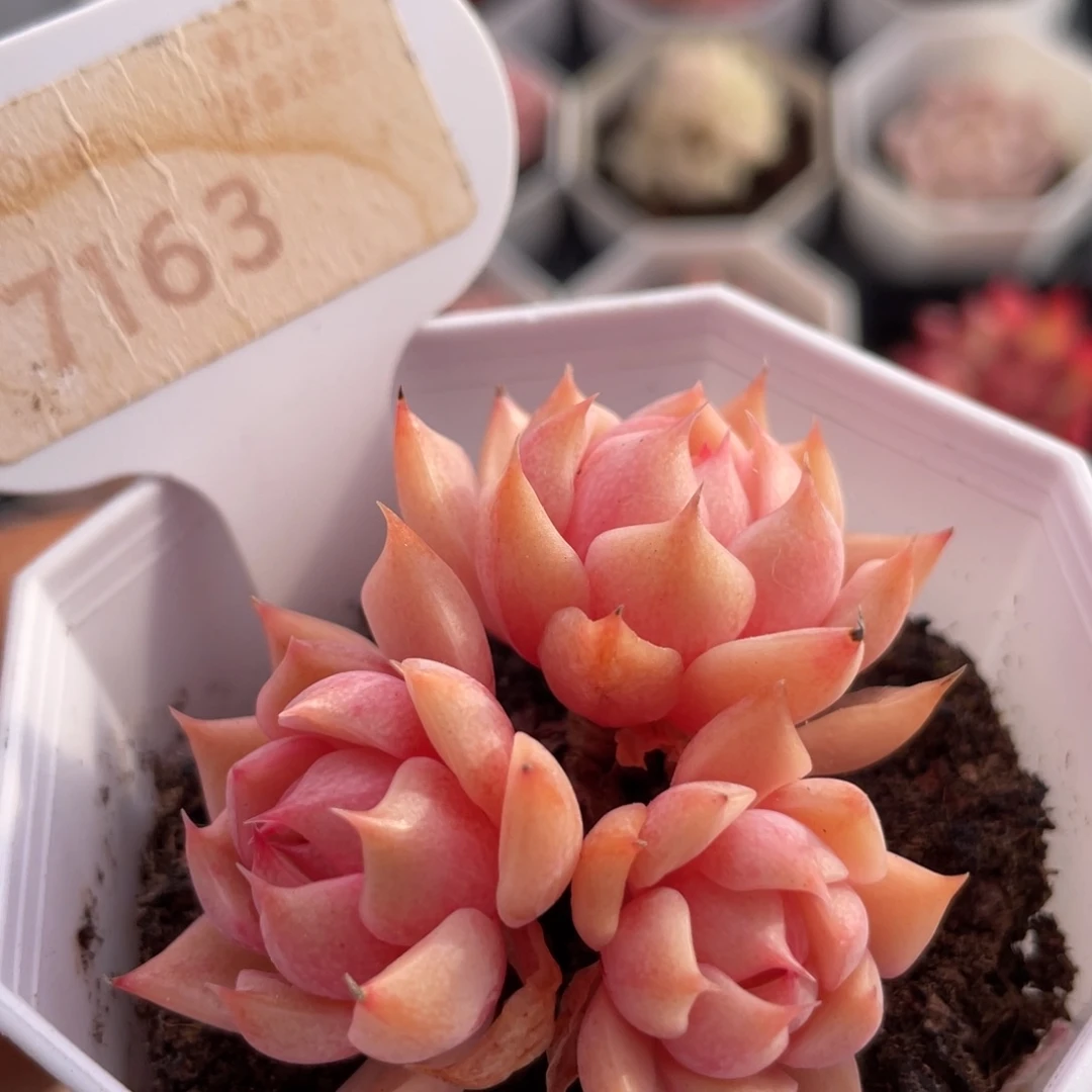 苯巴蒂斯7163-5.0厘米