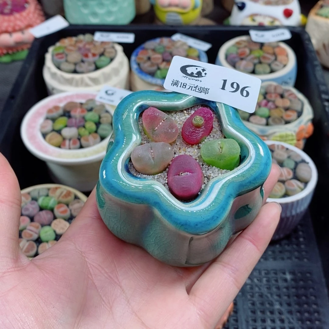 生石花花花花花花196