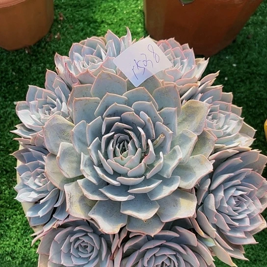 爱**你兰石莲15038