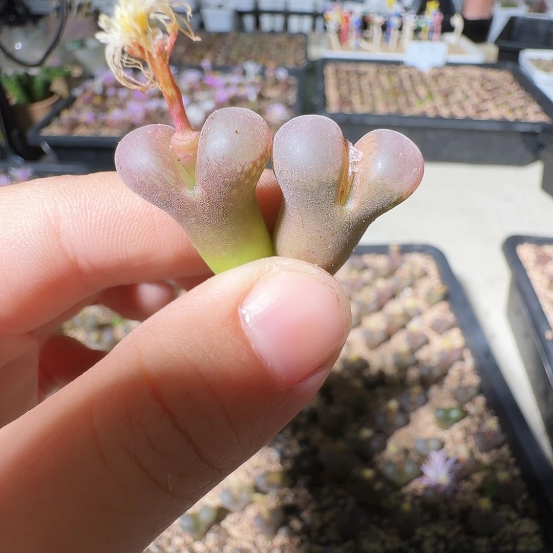 多肉植物福利风铃414