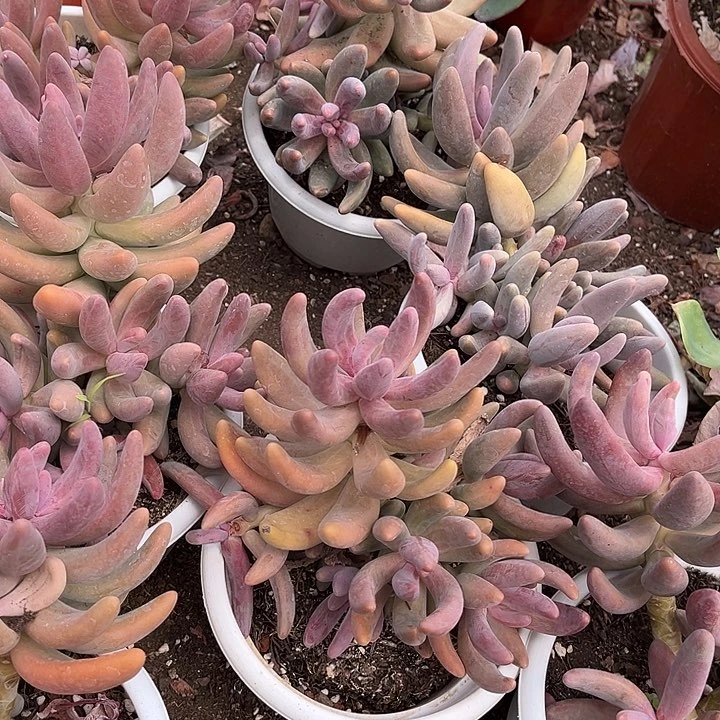 红手指9.99多肉植物