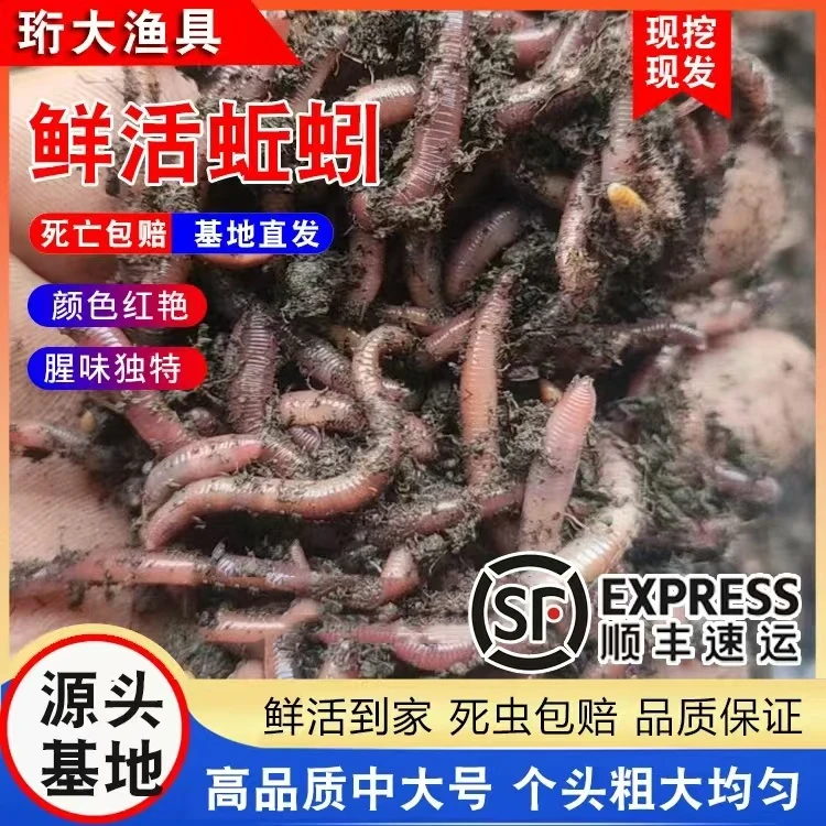 牛粪蚯蚓鲜活红蚯蚓基地直发 包鲜活 秋冬野钓黑坑首选