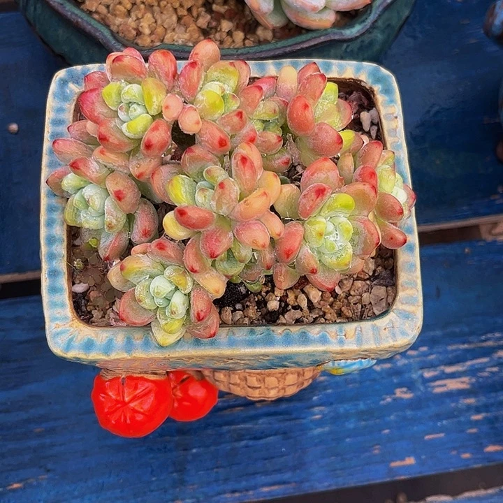 大肉植物劳尔朵朵