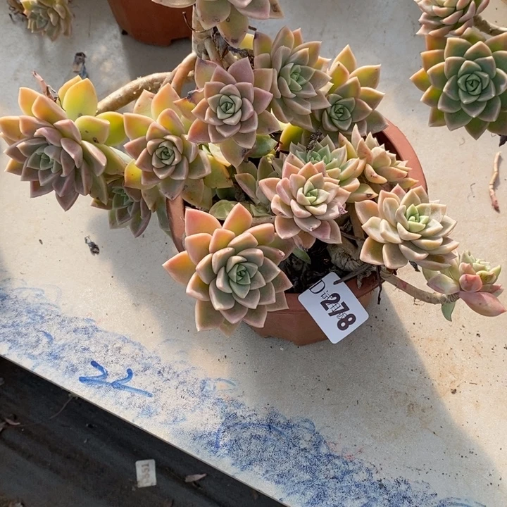欧***苗278哈利多肉植物送一个秀妍